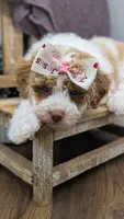AKC cream parti Girl, a female Poodle - Standard  for sale in Ada, OK – 1 of 10