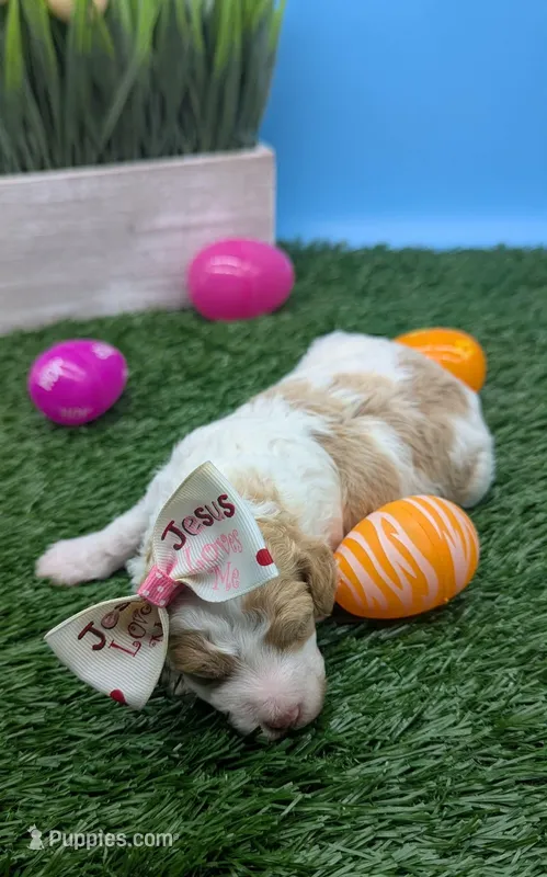 AKC cream parti Girl – Poodle - Standard  puppy for sale in Ada, OK