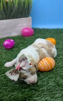 AKC cream parti Girl, a female Poodle - Standard  for sale in Ada, OK – 4 of 10