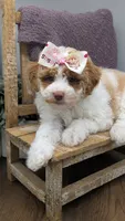 AKC cream parti Girl, a female Poodle - Standard  for sale in Ada, OK – 2 of 10