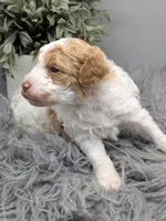 AKC cream parti Girl, a female Poodle - Standard  for sale in Ada, OK – 3 of 10