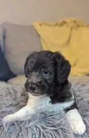 Chocolate parti boy 2, a male Miniature Labradoodle for sale in Ada, OK – Photo 2 of 10