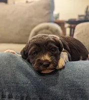 Chocolate parti boy 2, a male Miniature Labradoodle for sale in Ada, OK – Photo 9 of 10