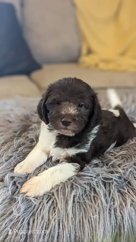 Chocolate parti boy 2, a male Miniature Labradoodle for sale in Ada, OK – Photo 1 of 10