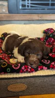Chocolate parti boy 2, a male Miniature Labradoodle for sale in Ada, OK – Photo 3 of 10