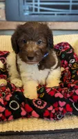 Chocolate parti boy 2, a male Miniature Labradoodle for sale in Ada, OK – Photo 4 of 10
