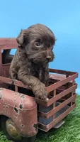 Chocolate Female, a female Labradoodle for sale in Ada, OK – 2 of 3