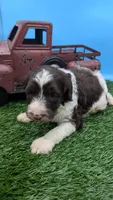 Chocolate Parti Boy2 , a male Labradoodle for sale in Ada, OK – 2 of 3