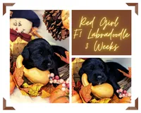 Red Collar Labradoodle Girl, a female Labradoodle for sale in Ada, OK – Photo 5 of 5