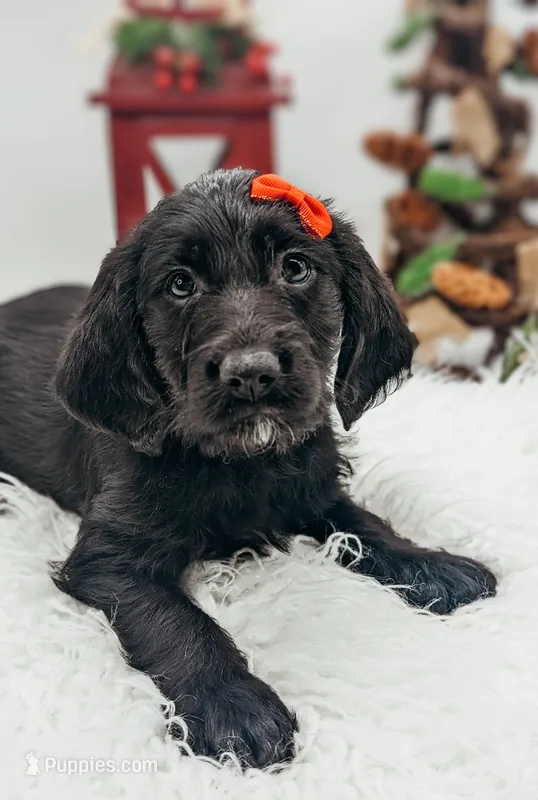 Red Collar Labradoodle Girl, a female Labradoodle for sale in Ada, OK – Photo 1 of 5