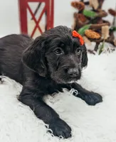Red Collar Labradoodle Girl, a female Labradoodle for sale in Ada, OK – Photo 2 of 5