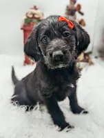 Red Collar Labradoodle Girl, a female Labradoodle for sale in Ada, OK – Photo 3 of 5