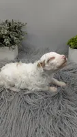 AKC cream parti Girl 3, a female Poodle - Standard  for sale in Ada, OK – Photo 5 of 9