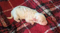 AKC cream parti Boy 2, a male Poodle - Standard  for sale in Ada, OK – Photo 2 of 2