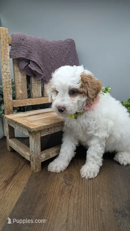 AKC cream parti Girl 3 – Poodle - Standard  puppy for sale in Ada, OK