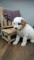 AKC cream parti Girl 3, a female Poodle - Standard  for sale in Ada, OK – Photo 1 of 9