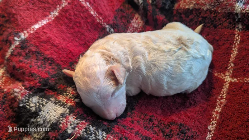 AKC cream parti Boy 2 – Poodle - Standard  puppy for sale in Ada, OK