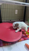 AKC cream parti Girl 3, a female Poodle - Standard  for sale in Ada, OK – Photo 7 of 9