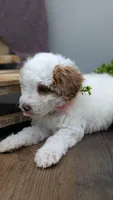 AKC cream parti Girl 3, a female Poodle - Standard  for sale in Ada, OK – Photo 2 of 9
