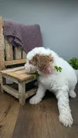 AKC cream parti Girl 3, a female Poodle - Standard  for sale in Ada, OK – Photo 6 of 9