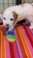 AKC cream parti Girl 3, a female Poodle - Standard  for sale in Ada, OK – Photo 4 of 9