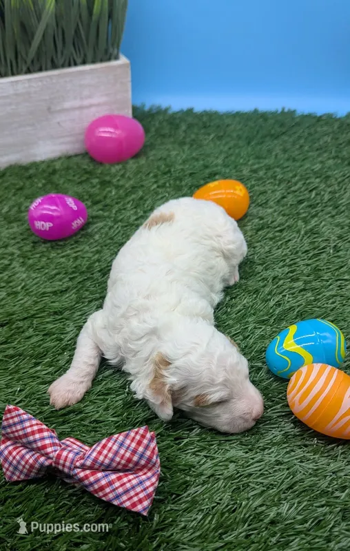 AKC cream parti Boy 2 – Poodle - Standard  puppy for sale in Ada, OK