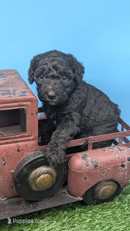 Black Female – Labradoodle puppy for sale in Ada, OK