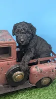 Black Female, a female Labradoodle for sale in Ada, OK – 1 of 4
