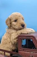 Blue collar boy, a male Labradoodle for sale in Ada, OK – Photo 7 of 10