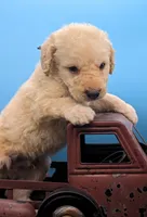Blue collar boy, a male Labradoodle for sale in Ada, OK – Photo 5 of 10