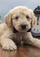 Blue collar boy, a male Labradoodle for sale in Ada, OK – Photo 1 of 10