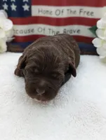 Standard Labradoodle white, a female Labradoodle for sale in Ada, OK – Photo 1 of 3