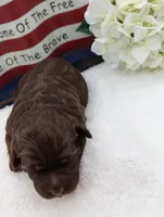 Standard Labradoodle white, a female Labradoodle for sale in Ada, OK – Photo 2 of 3