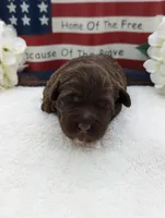 Standard Labradoodle white, a female Labradoodle for sale in Ada, OK – Photo 3 of 3