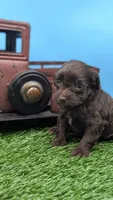Chocolate Female, a female Labradoodle for sale in Ada, OK – 3 of 3