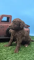 Chocolate Female, a female Labradoodle for sale in Ada, OK – 5 of 5