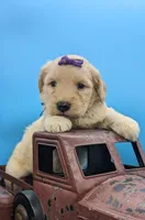 Purple collar girl, a female Labradoodle for sale in Ada, OK – Photo 4 of 10