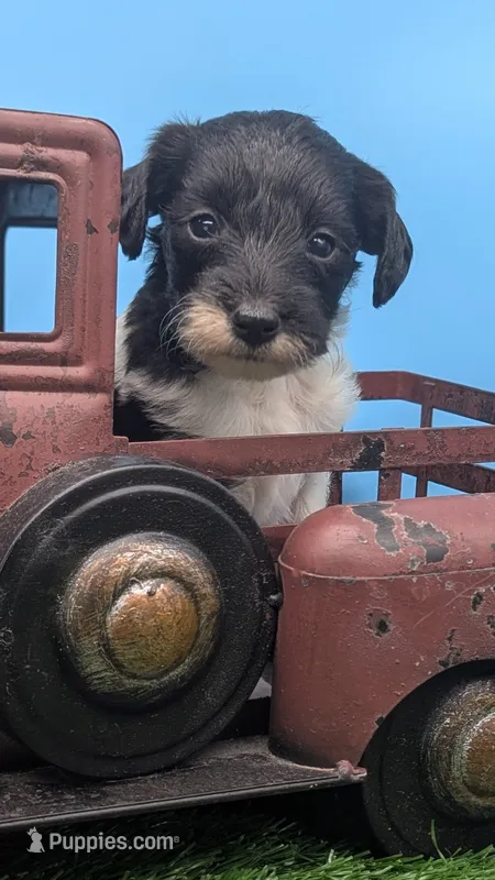 Black Parti girl – Labradoodle puppy for sale in Ada, OK