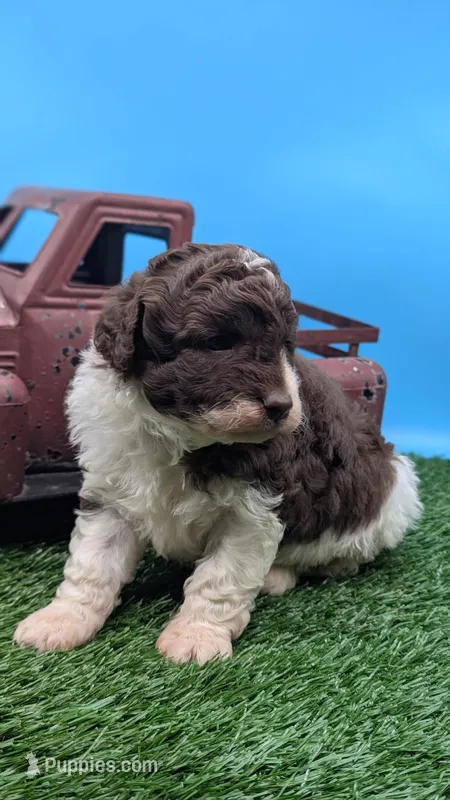 Chocolate Parti Boy – Labradoodle puppy for sale in Ada, OK