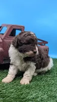 Chocolate Parti Boy, a male Labradoodle for sale in Ada, OK – 1 of 3