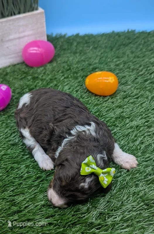 AKC Brown parti phantom Girl – Poodle - Standard  puppy for sale in Ada, OK