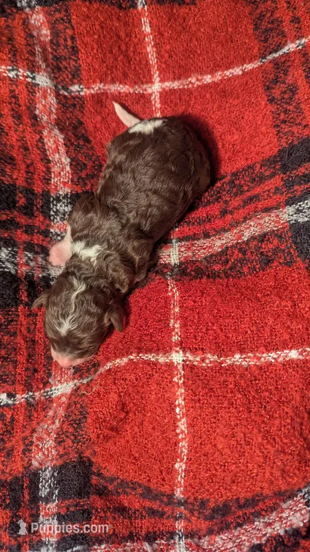 AKC Brown parti phantom Girl – Poodle - Standard  puppy for sale in Ada, OK