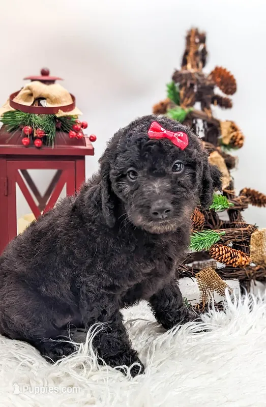Black Mini F1b Female, a female Labradoodle for sale in Ada, OK – Photo 1 of 4