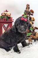 Black Mini F1b Female, a female Labradoodle for sale in Ada, OK – Photo 1 of 4