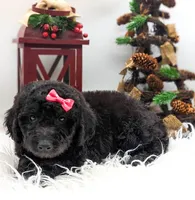 Black Mini F1b Female, a female Labradoodle for sale in Ada, OK – Photo 3 of 4