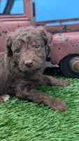 Chocolate Female, a female Labradoodle for sale in Ada, OK – 4 of 5
