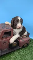 Chocolate Parti Boy2 , a male Labradoodle for sale in Ada, OK – 3 of 3