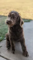 Standard Labradoodle, a female Labradoodle for sale in Ada, OK – Photo 2 of 5