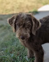 Standard Labradoodle, a female Labradoodle for sale in Ada, OK – Photo 5 of 5