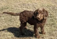 Standard Labradoodle, a female Labradoodle for sale in Ada, OK – Photo 3 of 5